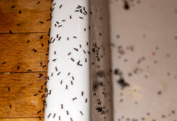 Best Wasp Removal Services  in Ladoga, IN